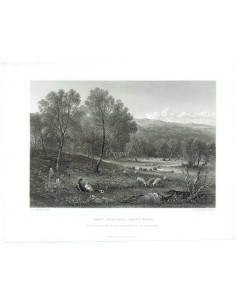 Sheep pastures, North Wales  (Ovejas pastando, Gales del Norte)