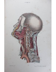 Atlas completo de anatomía humana descriptiva